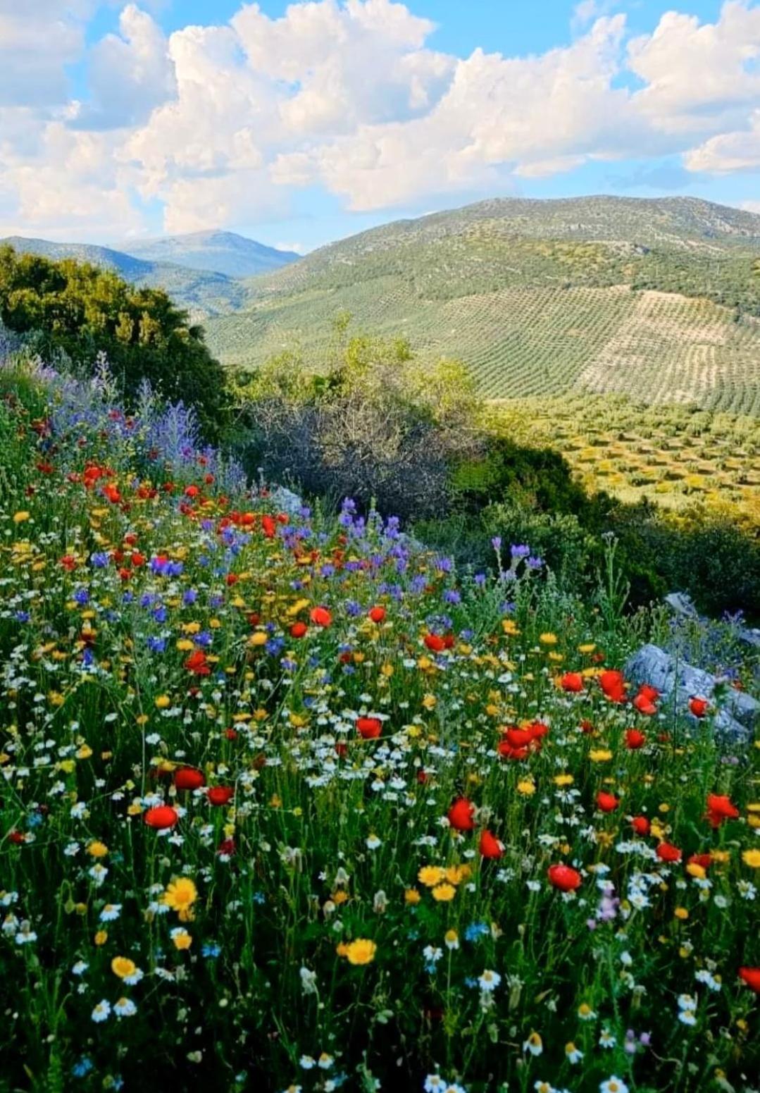 Alojamiento Turistico Las Solaneras Villa Solana del Pino Exterior foto