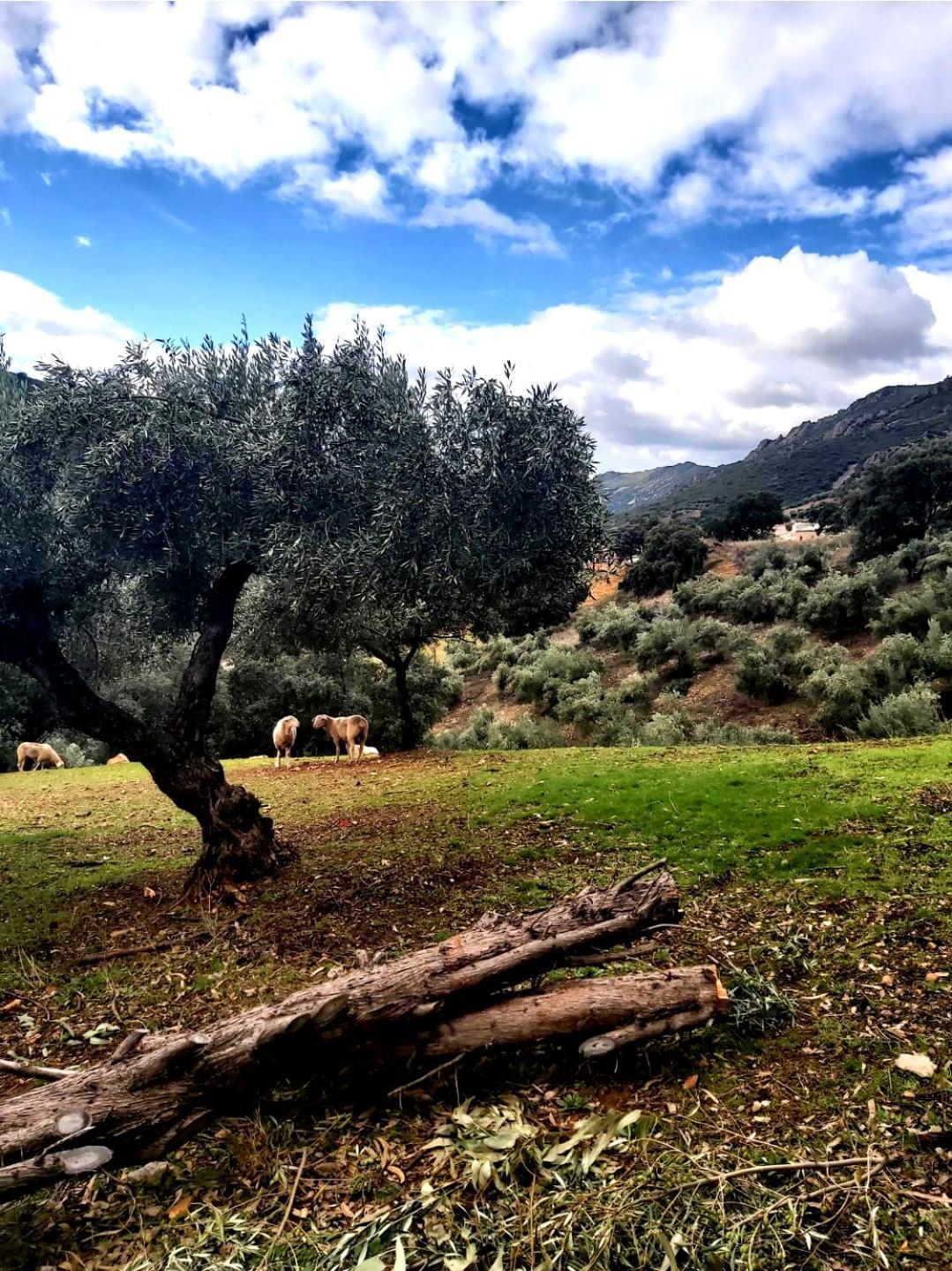 Alojamiento Turistico Las Solaneras Villa Solana del Pino Exterior foto